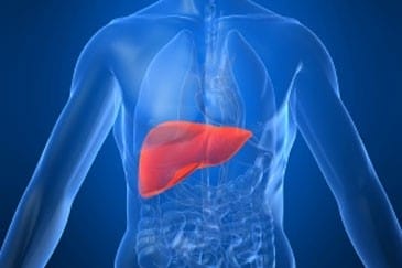 I ricercatori LUMC hanno scoperto un farmaco contro la mortale malattia del fegato, la NASH