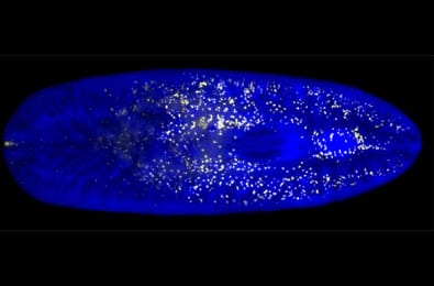 Virusdeeltjes (geel) in de platworm (blauw)